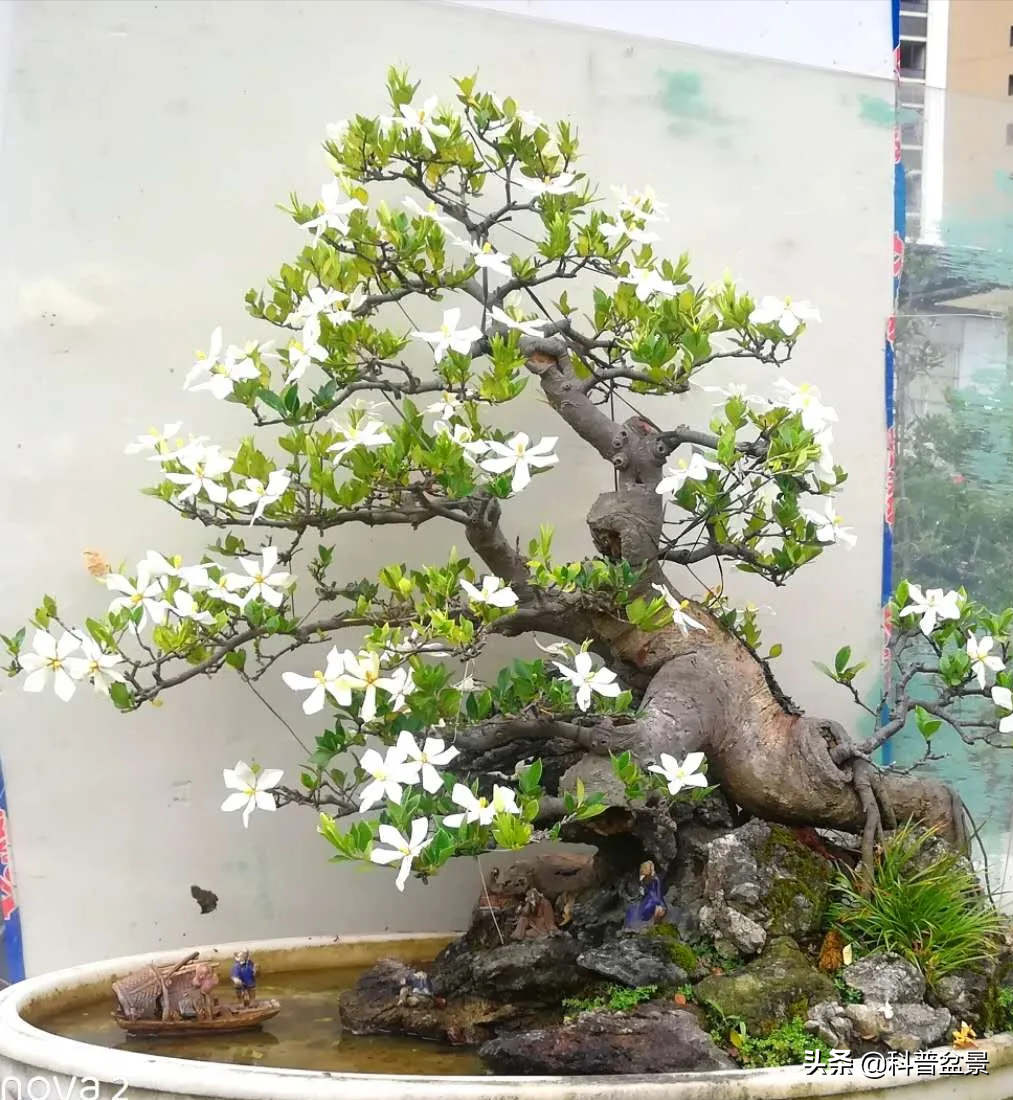 做一盆芳香满屋的栀子花盆景