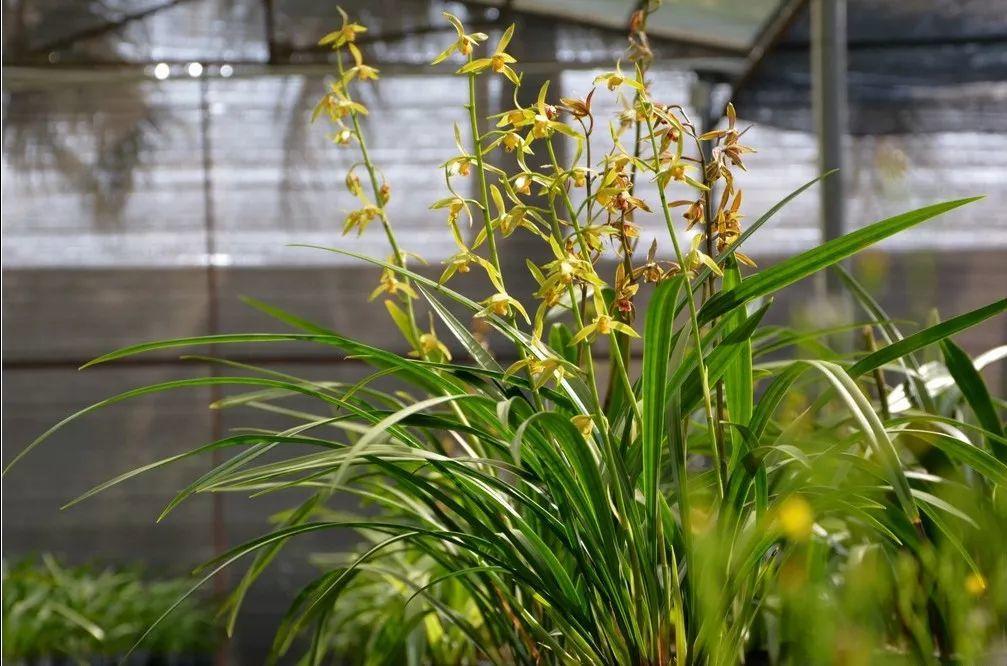 兰花最全养护要点，一年四季绿油油，开花还能香满屋