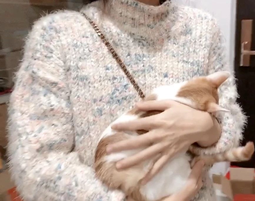 如何预防猫咪最可怕的疾病之一——猫传腹