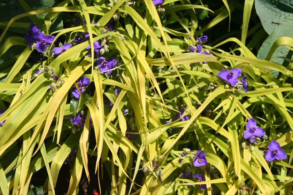 鸭跖草的品种那么多，你养哪几种，给点阳光，叶子斑斓，还开花