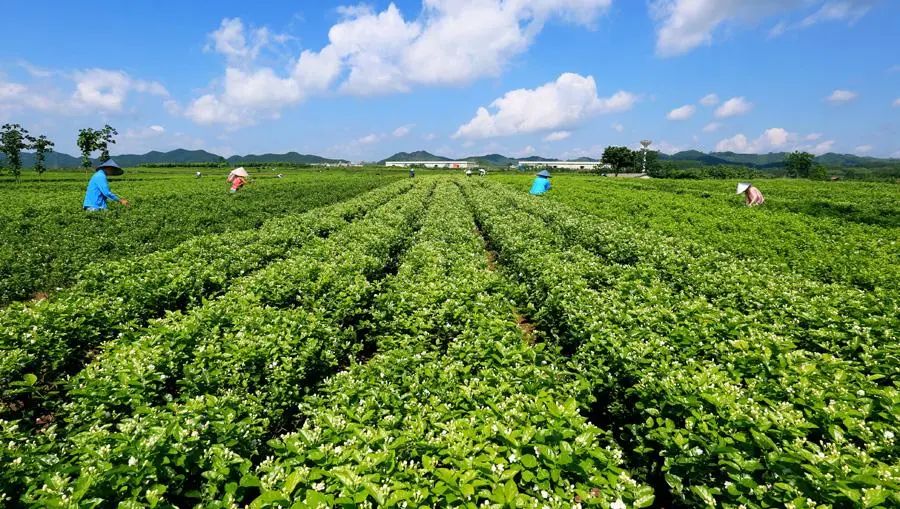 茉莉花茶的种类有哪些茉莉花茶品种大全介绍