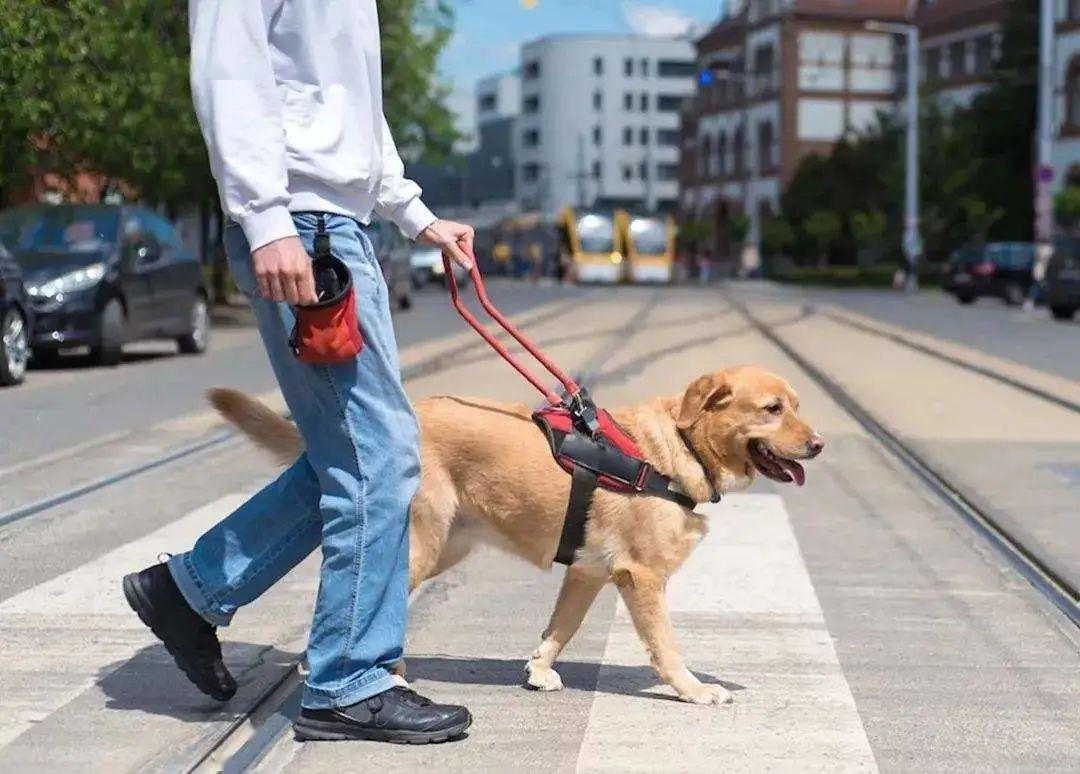 导盲犬入住酒店被拒！培养一只导盲犬有多难？训练成本就要15万