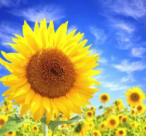 向日葵花语是什么意思(向日葵的花语及来源介绍)-齐乐资源站