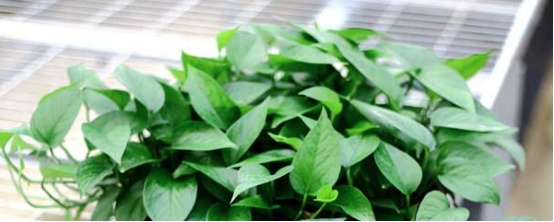 绿萝养护技巧：新手必学的绿色植物照料方法