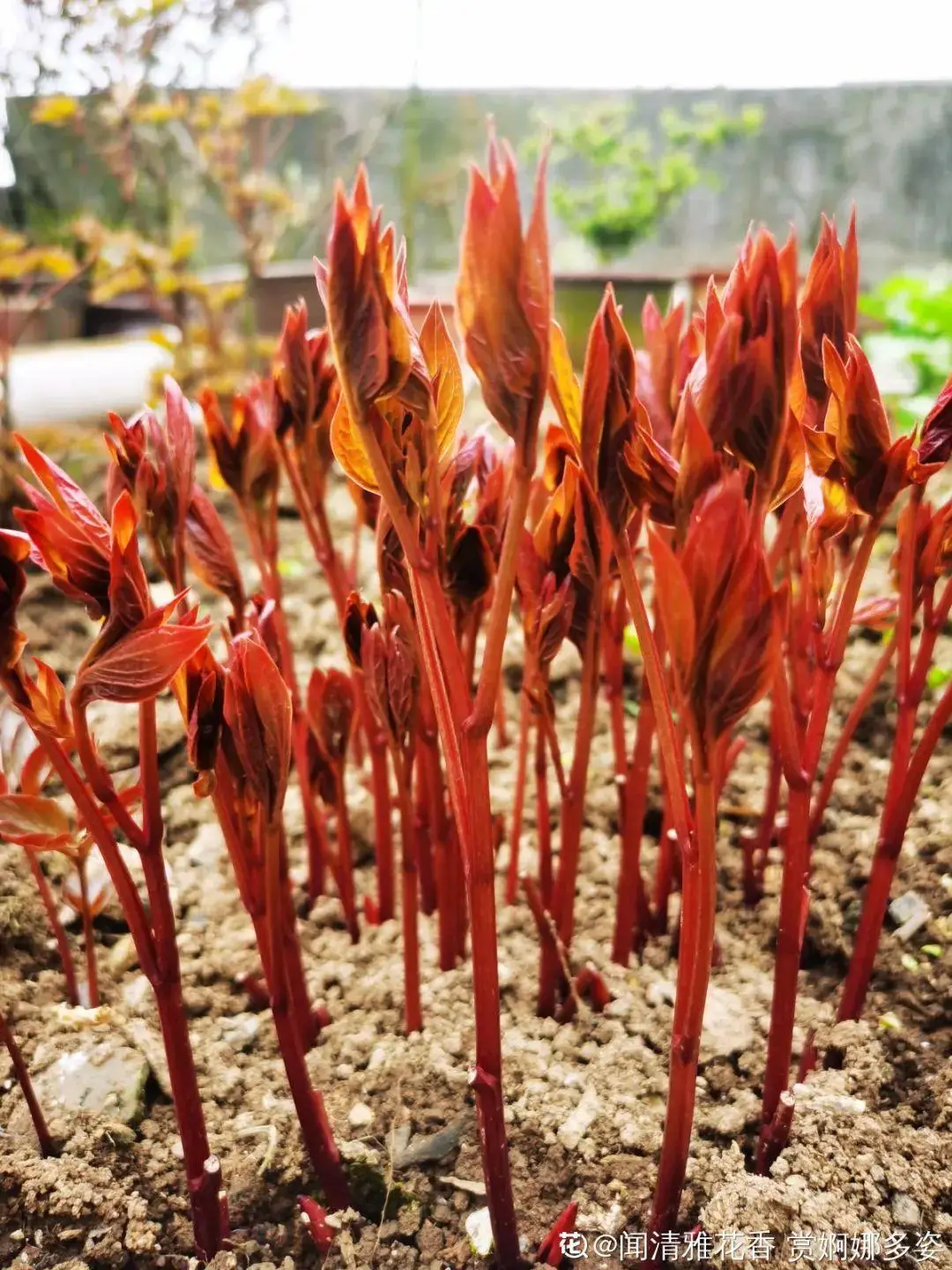 芍药花什么时候开花（芍药种植方法和时间）