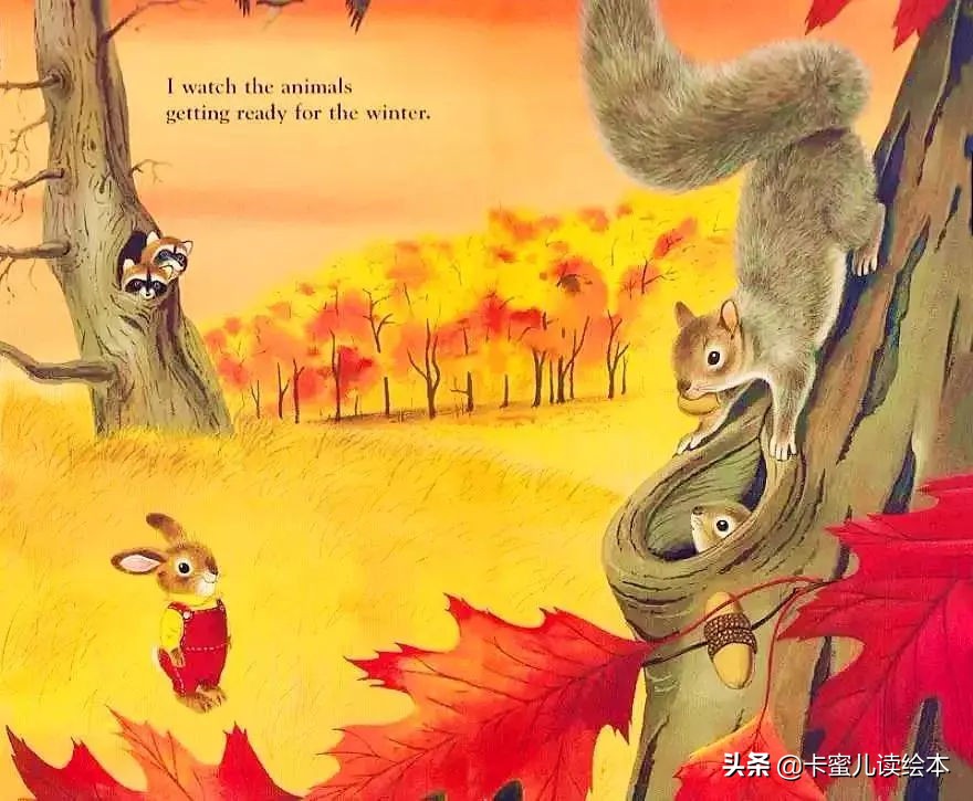 英文有声绘本《I am a bunny》我是一只小兔子