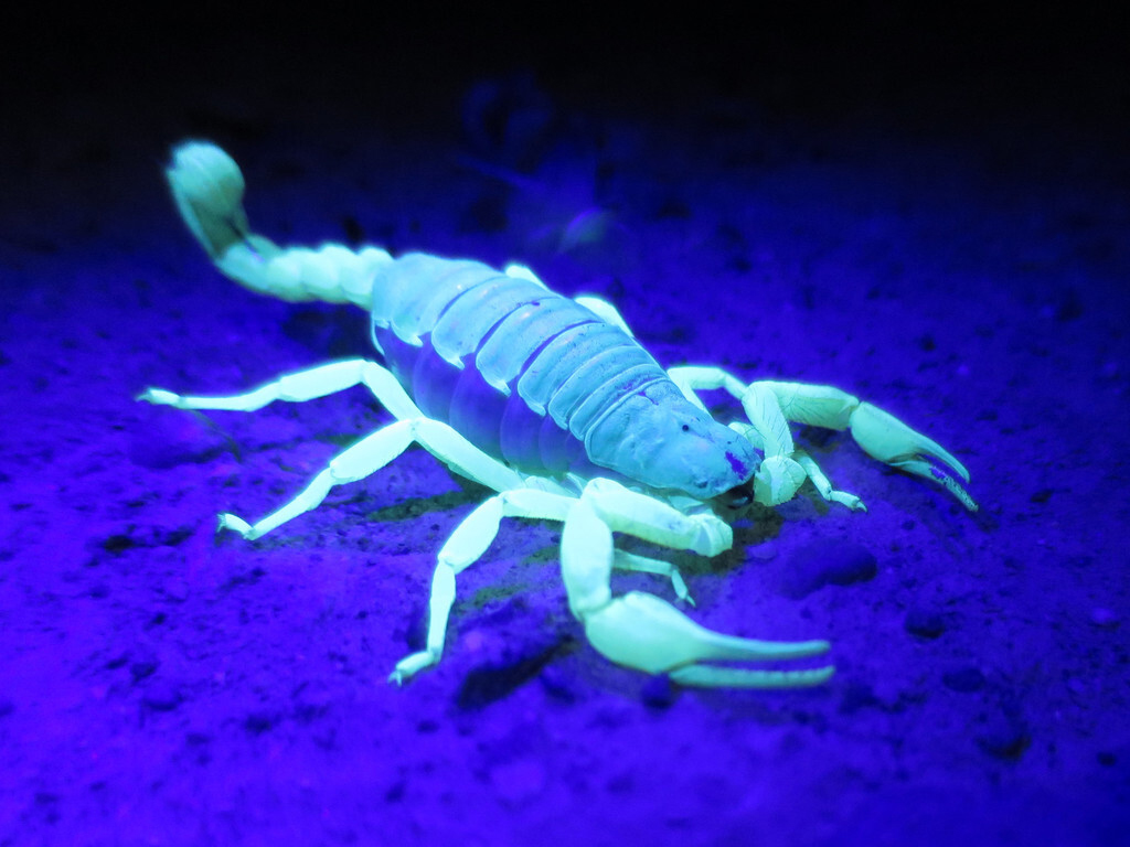 再用紫外线灯去照射,这样就可以清楚地发现发出荧光的蝎子,也便于捕捉