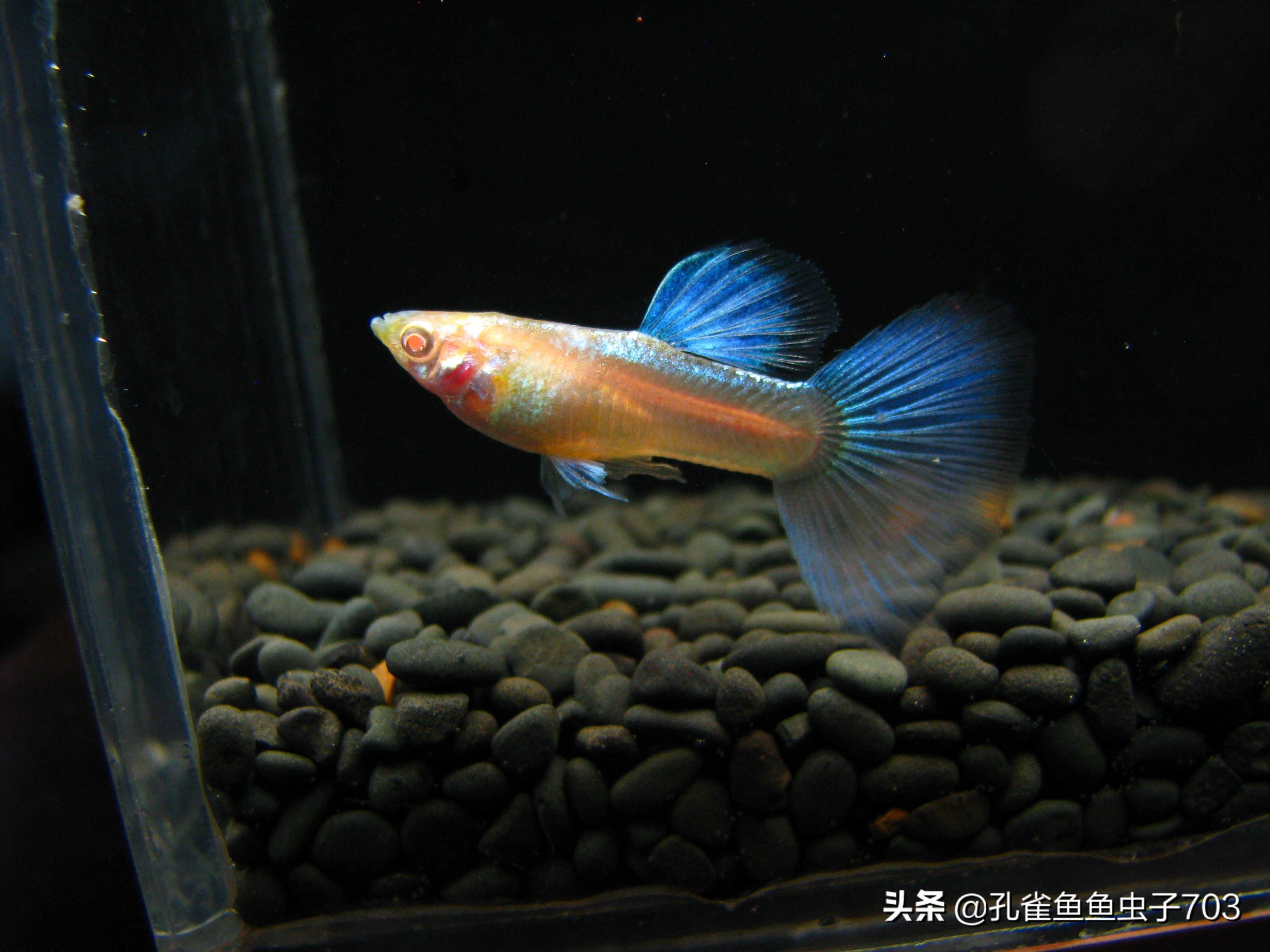 孔雀鱼多久繁殖一次时间规律及水温详解