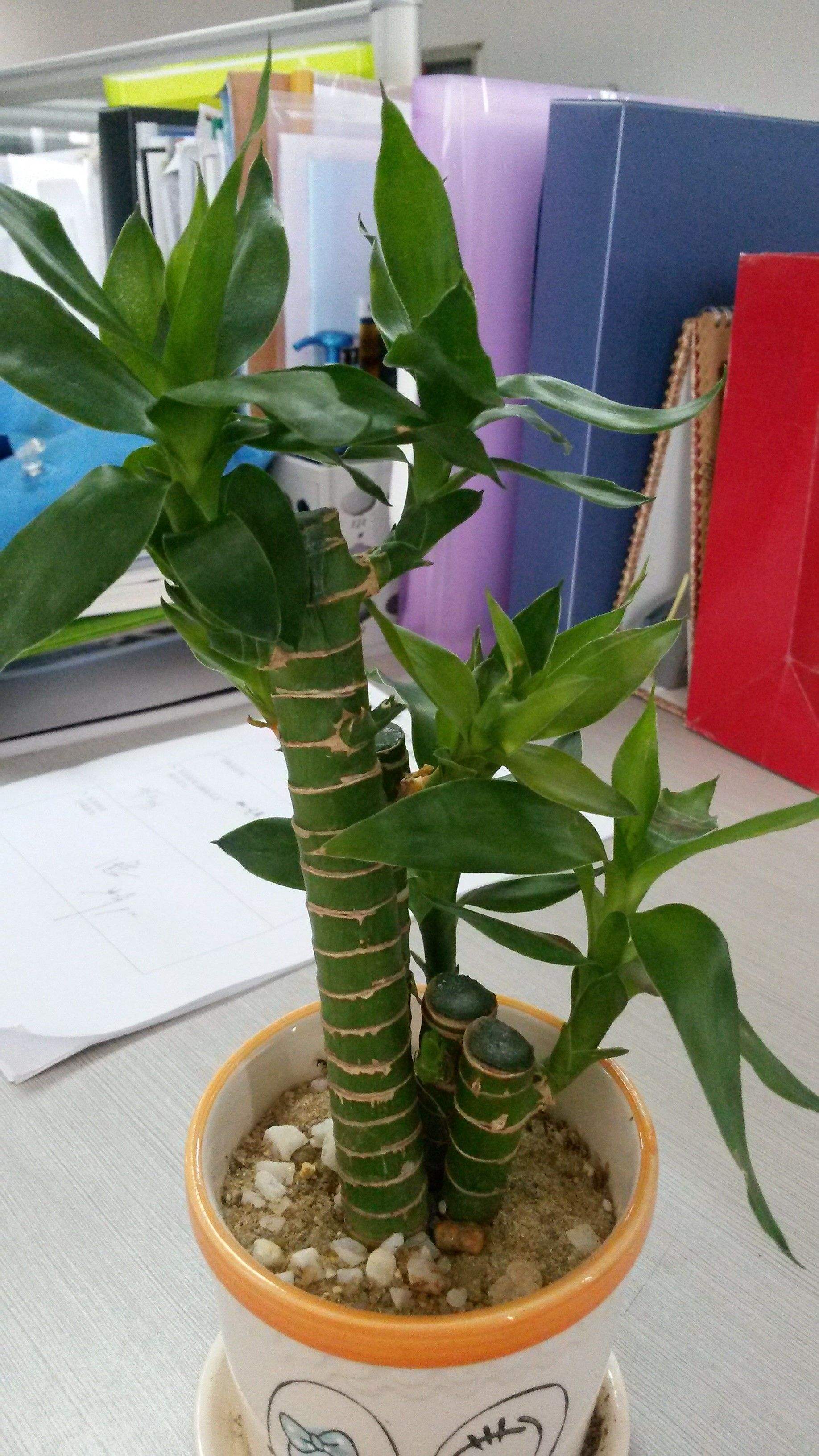 四,修剪罗汉竹的生长较快,因此要及时修剪掉对造型不利的枝条,也可以