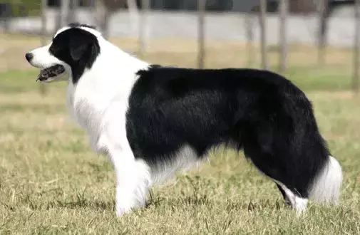 这是公认的最聪明犬种!三分钟看完牧羊犬喂养指南