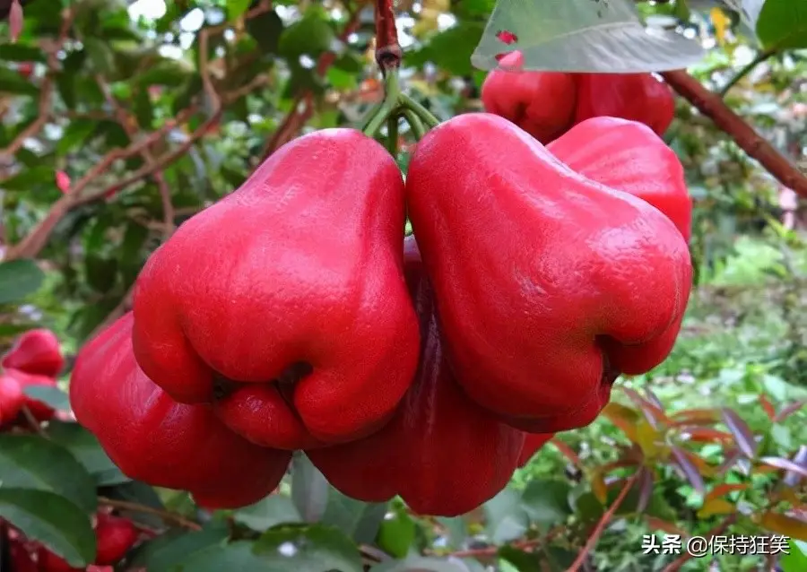 台湾十大特产排行榜 台湾特产什么最出名 来台旅游值得带的伴手礼