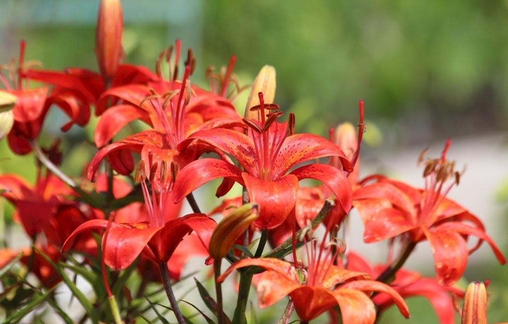 喜庆富贵,热烈奔放的百合花——红色百合花