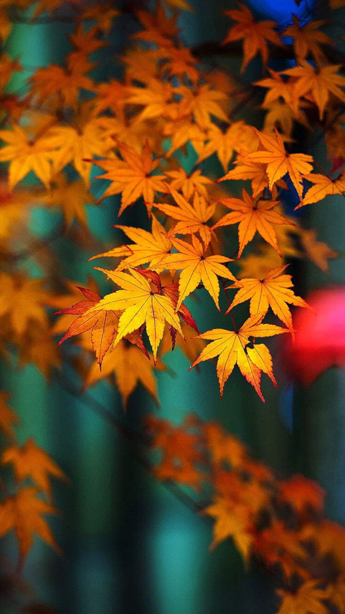 散文：秋天很美，生命也很美
