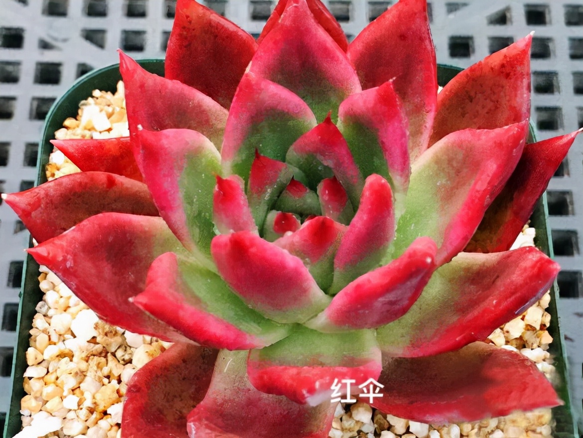 去年跟风买的多肉弗兰克,养了一年多,不徒长真漂亮,值得推荐