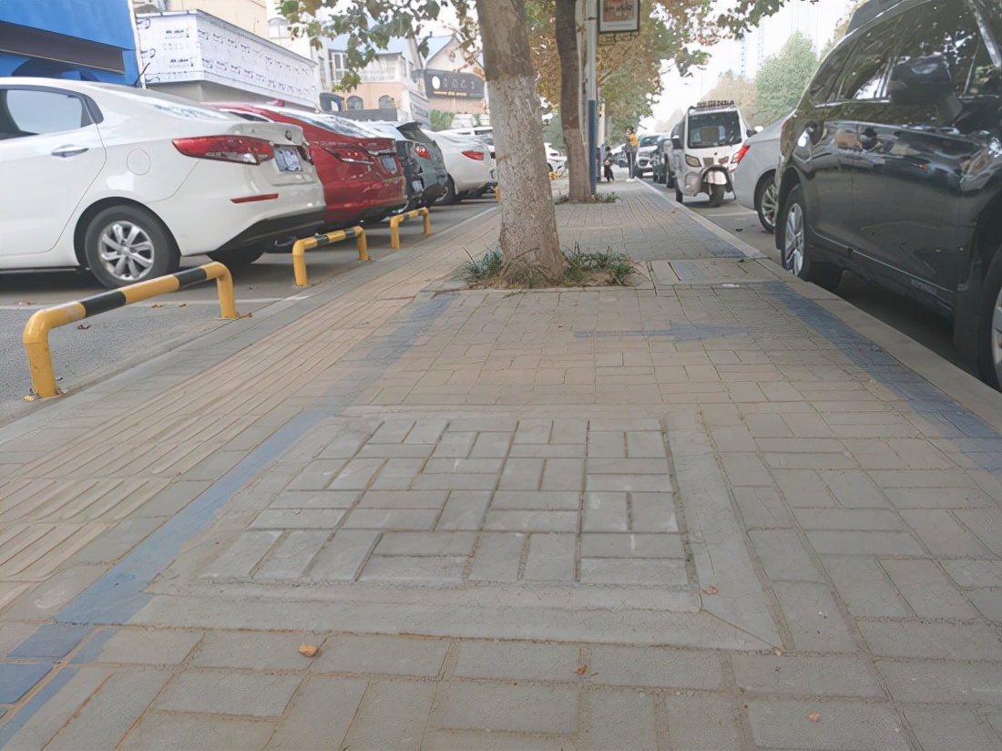 漯河： 115棵石楠 “搬家”添新“风景”