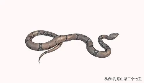 世界上最大最恐怖的蜥蜴，他们只有一个天敌