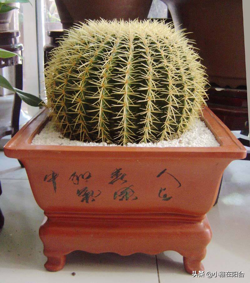 春季养仙人球,盆里加一把沙子,不烂根,根系足,长到脸盆大