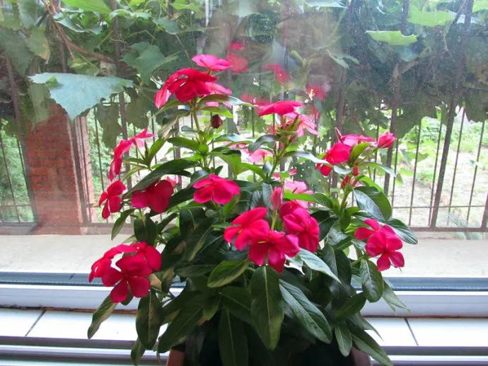 刚买的四季梅怎么养忌讳什么精心整理