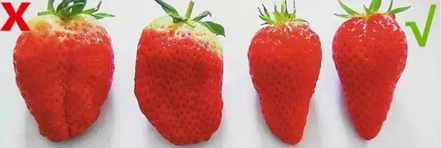 草莓季來了！廣州摘草莓指南出爐！快帶孩子走起