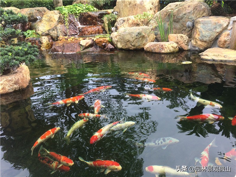 无水不成园，别墅庭院鱼池原来这么美