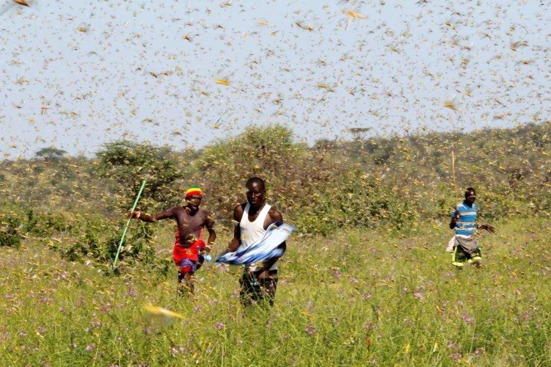 如果“沙漠蝗虫”想要进入我国，新疆、西藏和云南地区是主要方向