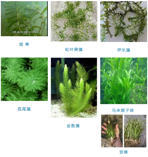 “蝦多少，看水草”舒新亞：淺析小龍蝦養(yǎng)殖中的水生植物及其作用