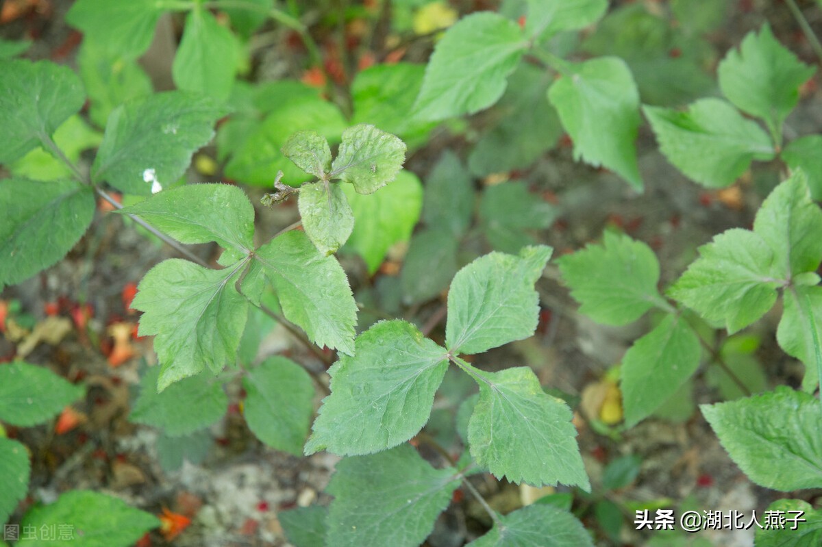 65种野菜图片大全，教你认识不同的野菜和吃法，你想要的野菜都有