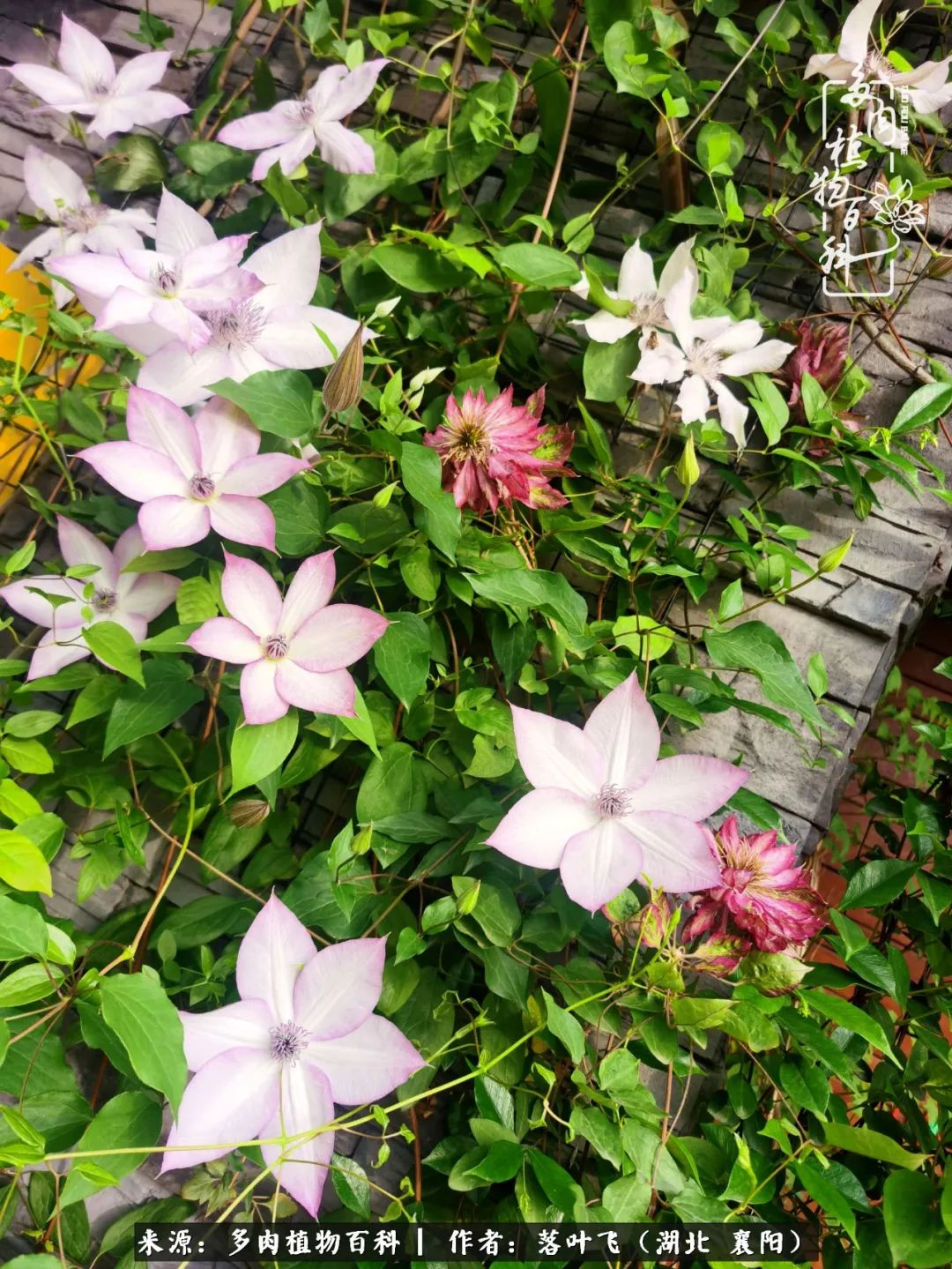 多肉和繁花相映,楼顶花园四季花开,令人沉醉