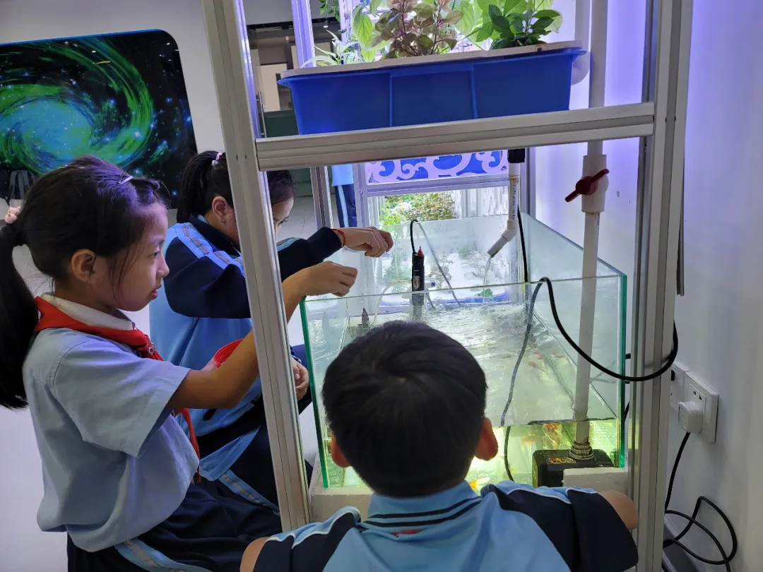 点赞！丰泽这所学校深耕细作，让中医药文化在校园中扎根绽放