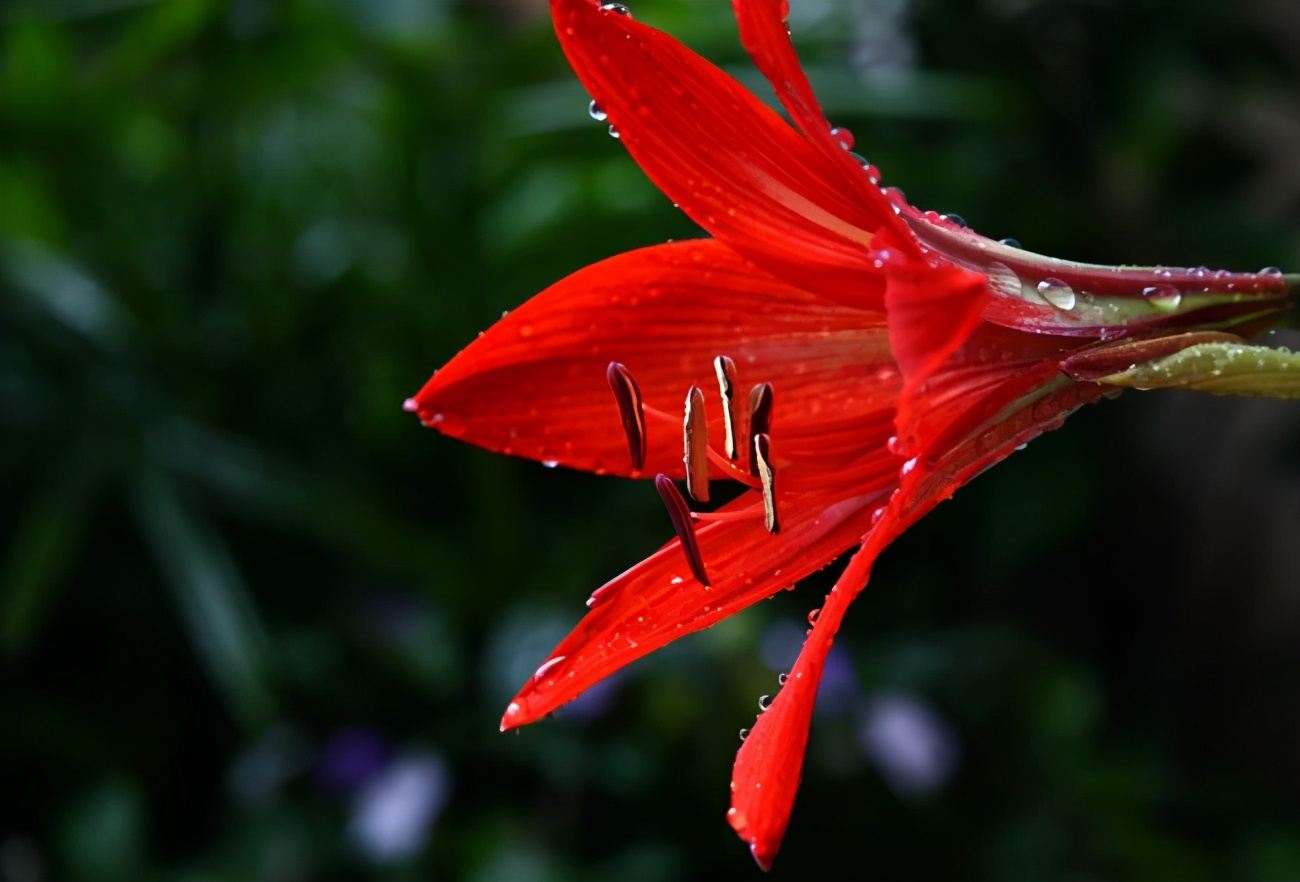 喜庆富贵,热烈奔放的百合花——红色百合花