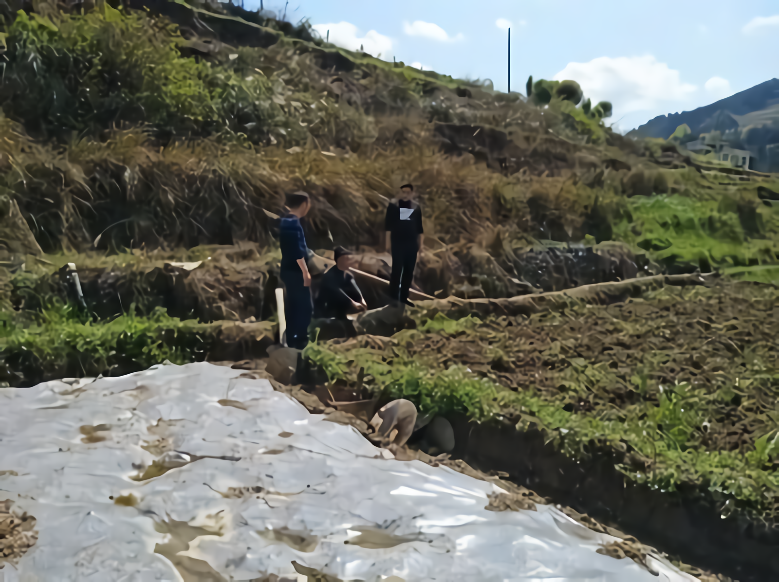 被砸死的眼镜蛇居然“复活”！男子被咬住院