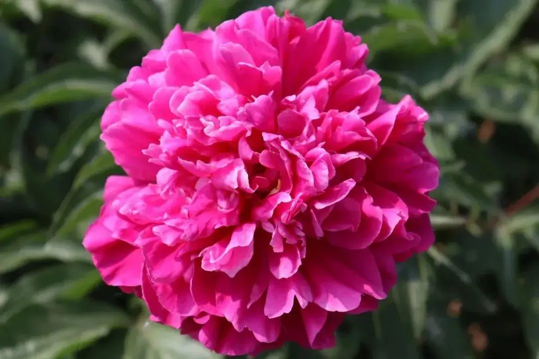 芍药花什么时候开花（芍药种植方法和时间）