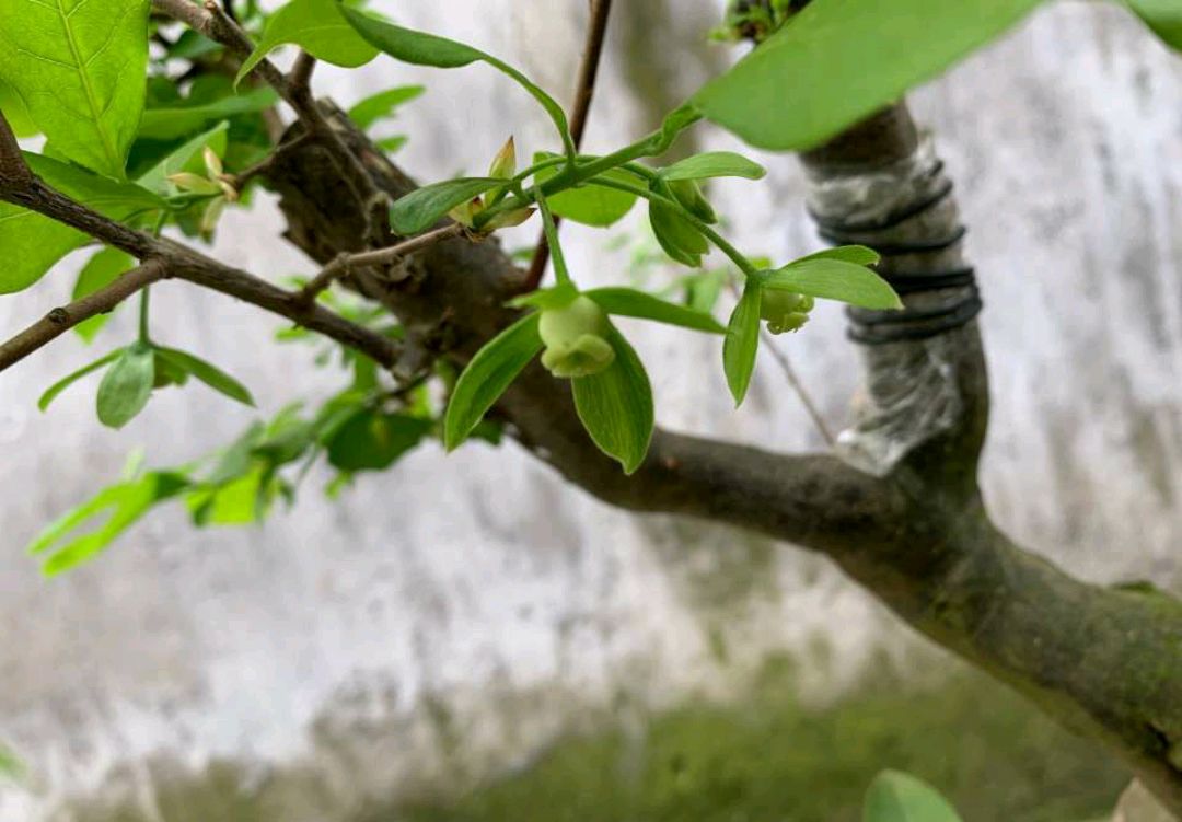 剛下山的金彈子盆景樁頭根系脫水怎麼髮根?3個技巧,明年能養胚