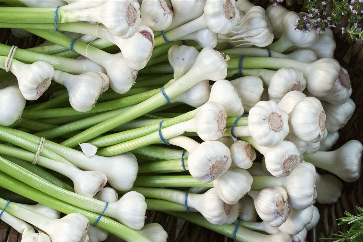 吃不完的大蒜，保存原来如此简单，给你支一招，不长芽不干瘪