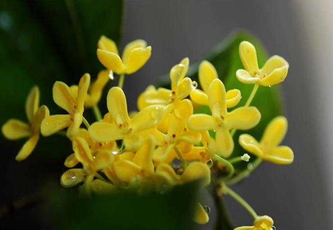 喝“快乐花酒”，才是重阳节的正确打开方式