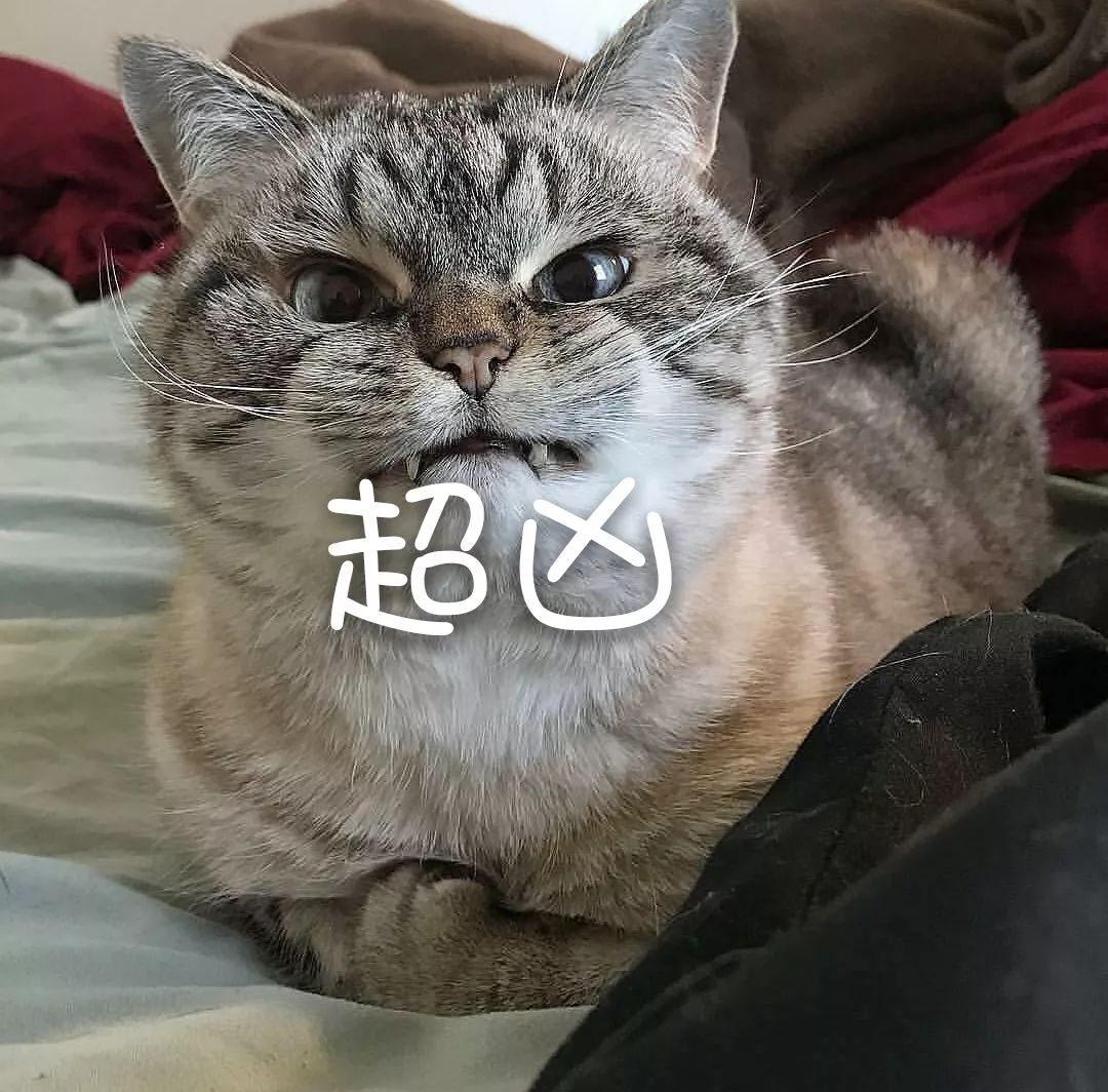 猫咪排斥新居民并非吃醋，实则是领地被侵犯，三步技巧可化解矛盾