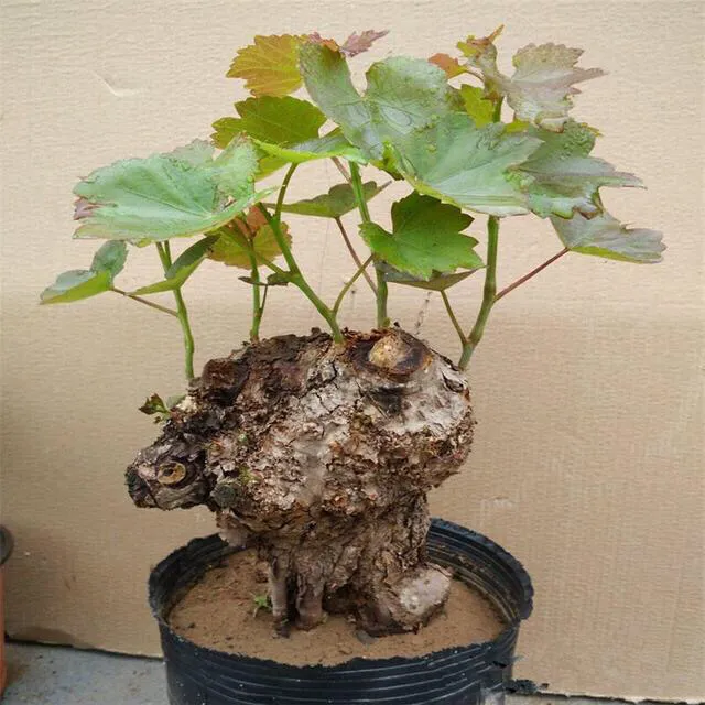 野葡萄也能玩微盆景