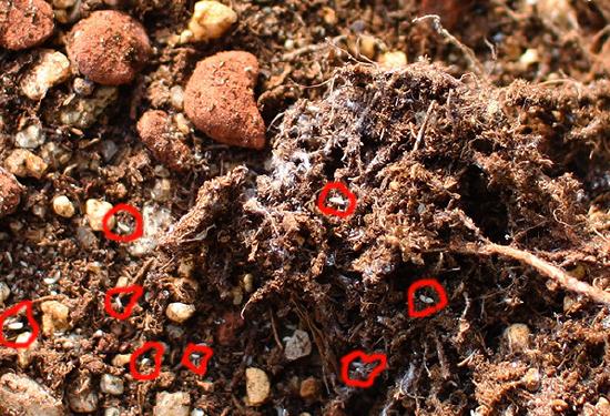 多肉常见3种虫害,一到春天就爆发,一个能传染一片