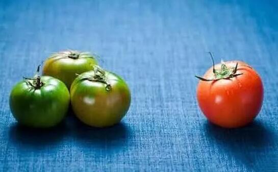 为什么西红柿没有以前好吃了？科学家给我们讲出了实情