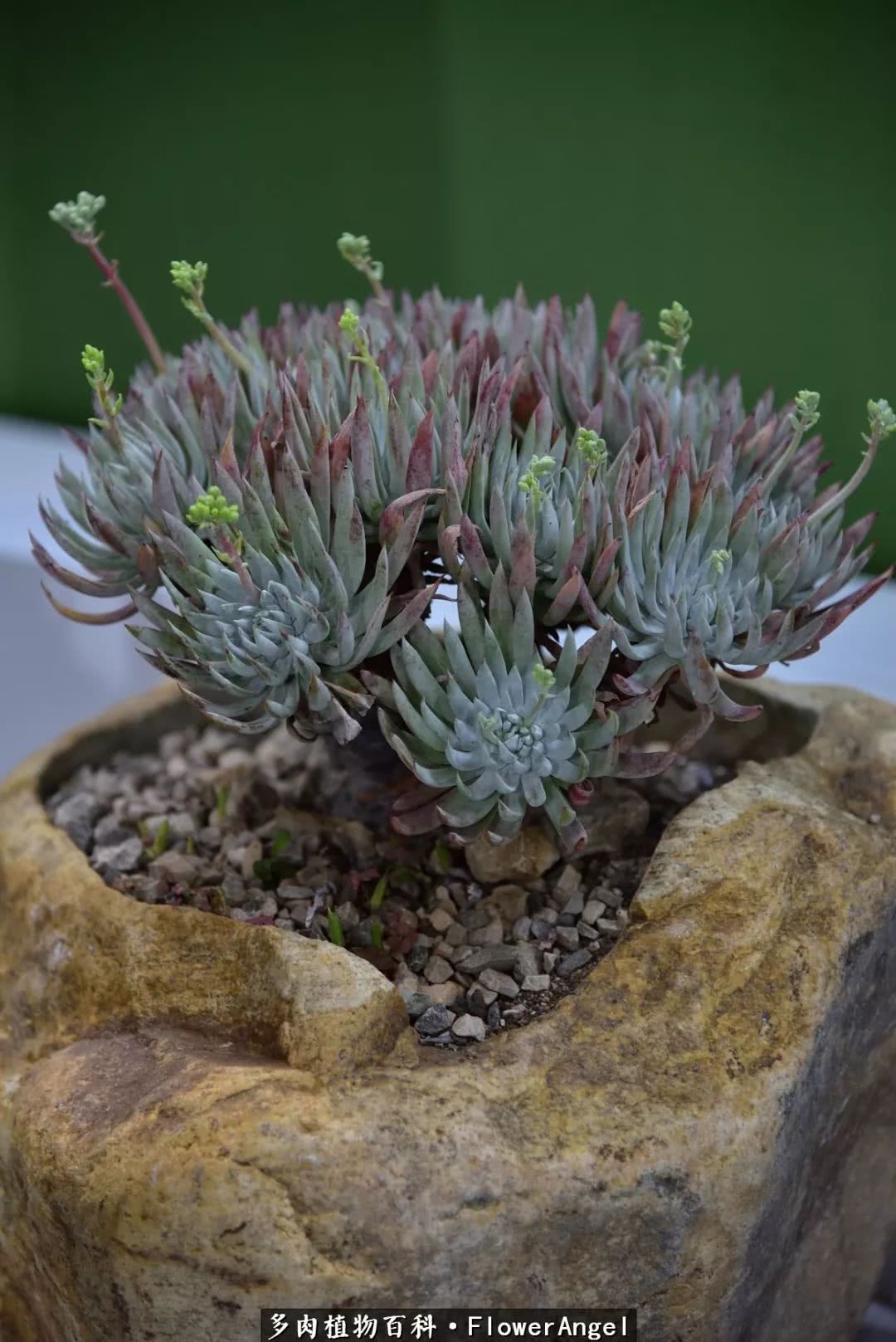 2018上海多肉展,我又双叒来了!