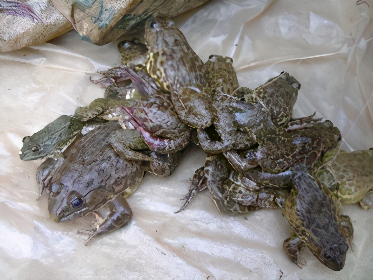 关于石蚌的美文 _晶羽文学网