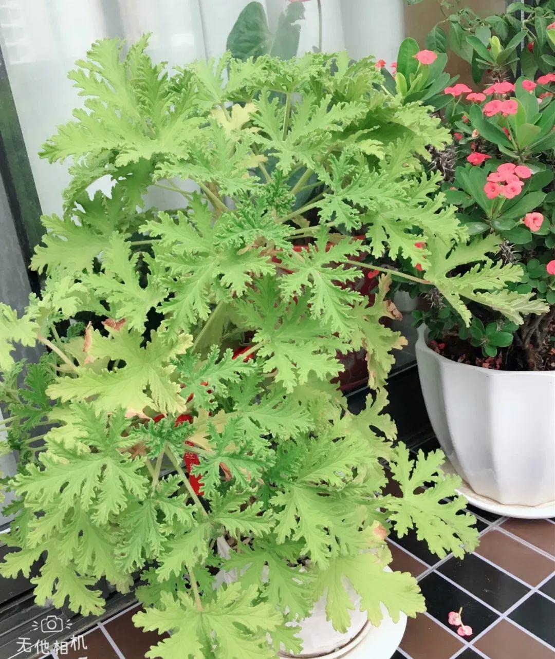12种吃蚊虫的花，养1盆，虫子全死光