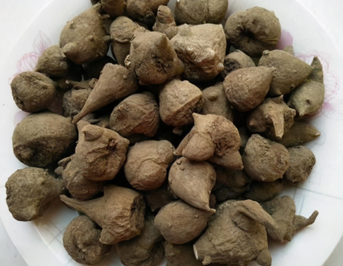 生草乌的功效与作用