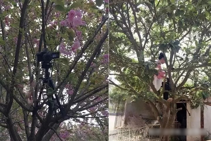 网红李子柒（李佳佳背景资料）怎么停止更新视频,资本手段背后有什么秘密?