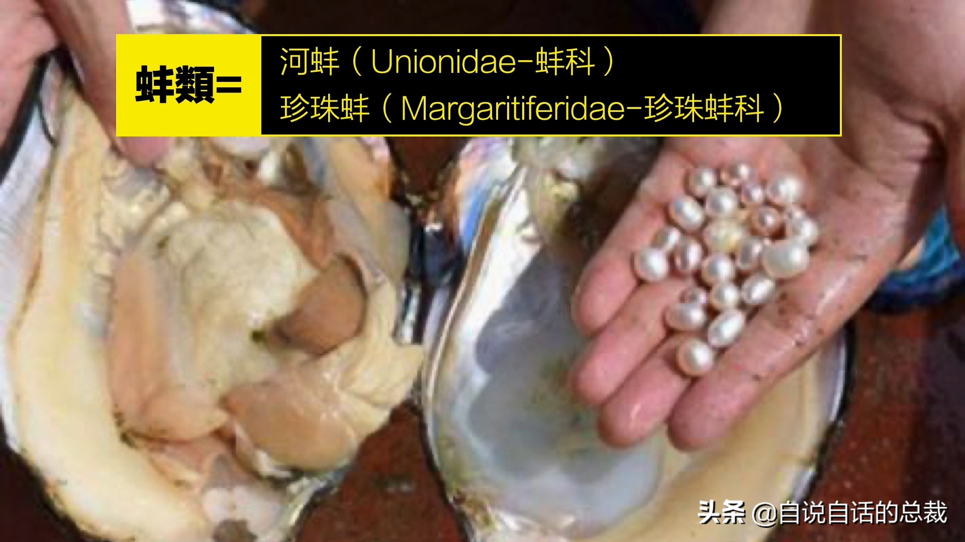 蛤、蚶、蛏、蚝、蚬有什么区别？这是一群美味海怪与人类的故事