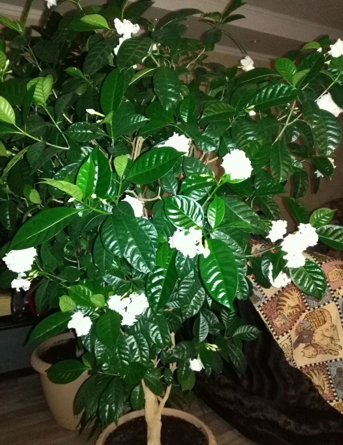 南方花市常见的水晶茉莉,原来就是狗牙花,耐热耐晒,夏季开花多