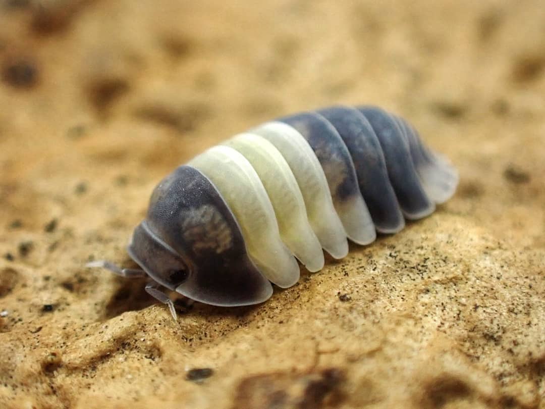 西瓜虫也能当宠物,观赏鼠妇的饲养