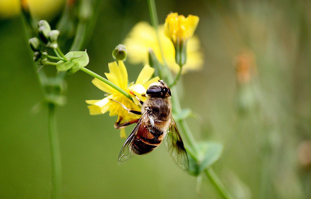 全球九大蜂种，中国都有几种你知道吗？
