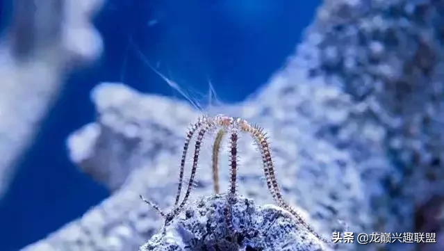 俗话说蛋分是海缸的心脏,但这个缸没有心!它究竟是如何实现的？