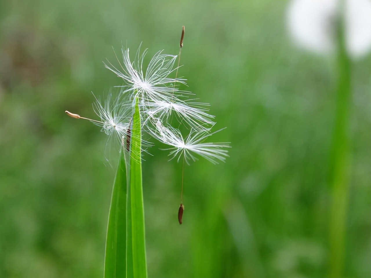  举几个种子传播的例子【植物种子传播的例子】